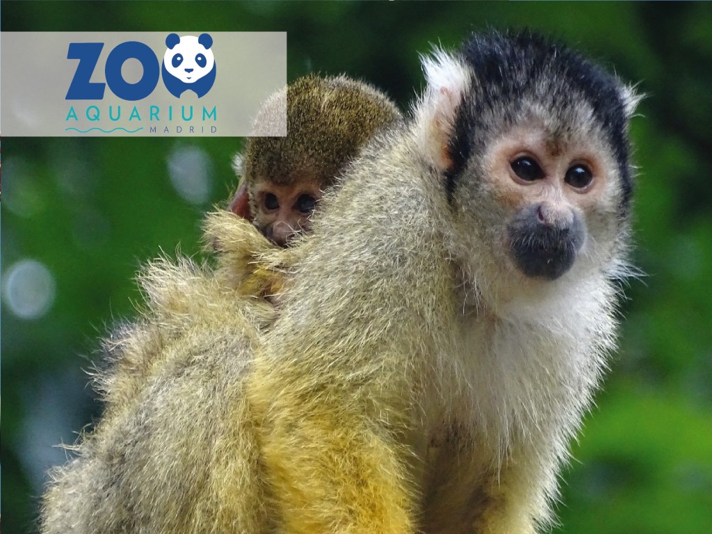 Offer Best Price Zoo Aquarium Madrid