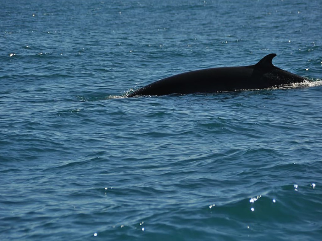 Avistamiento de ballenas&nbsp;Tenerife
Velero 3h
