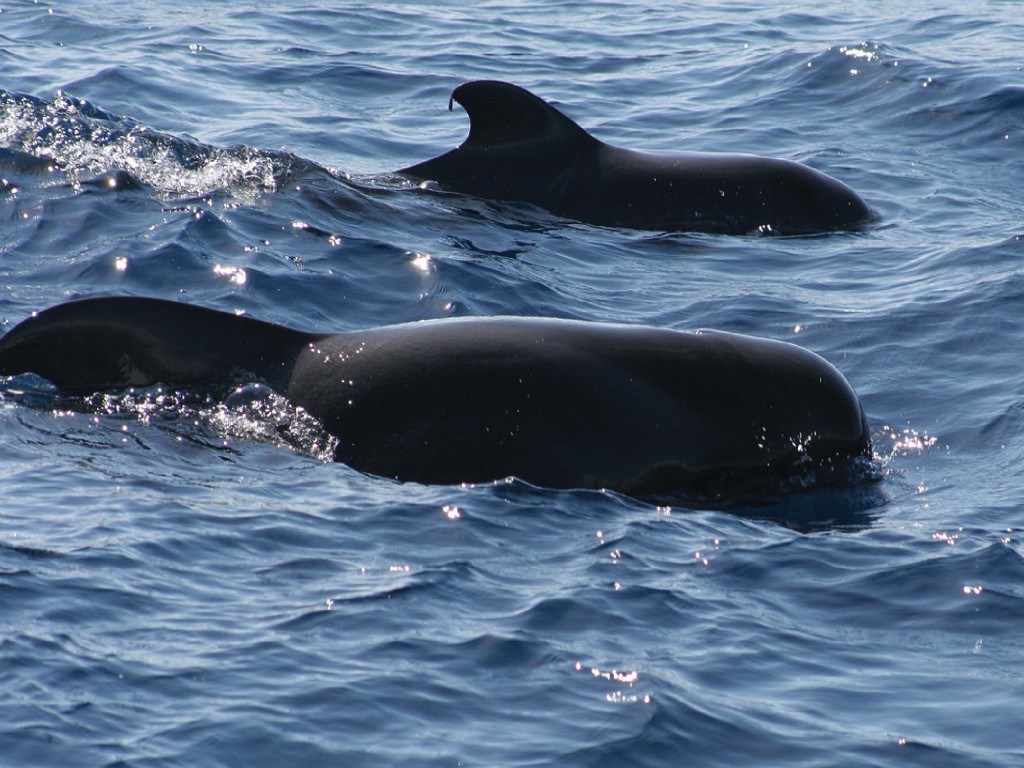 Avistamiento de ballenas&nbsp;Tenerife
Catamar&aacute;n 3h
